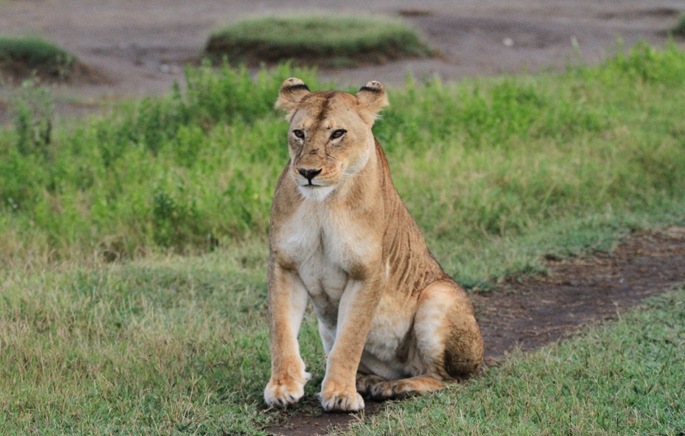 Serengeti National Park