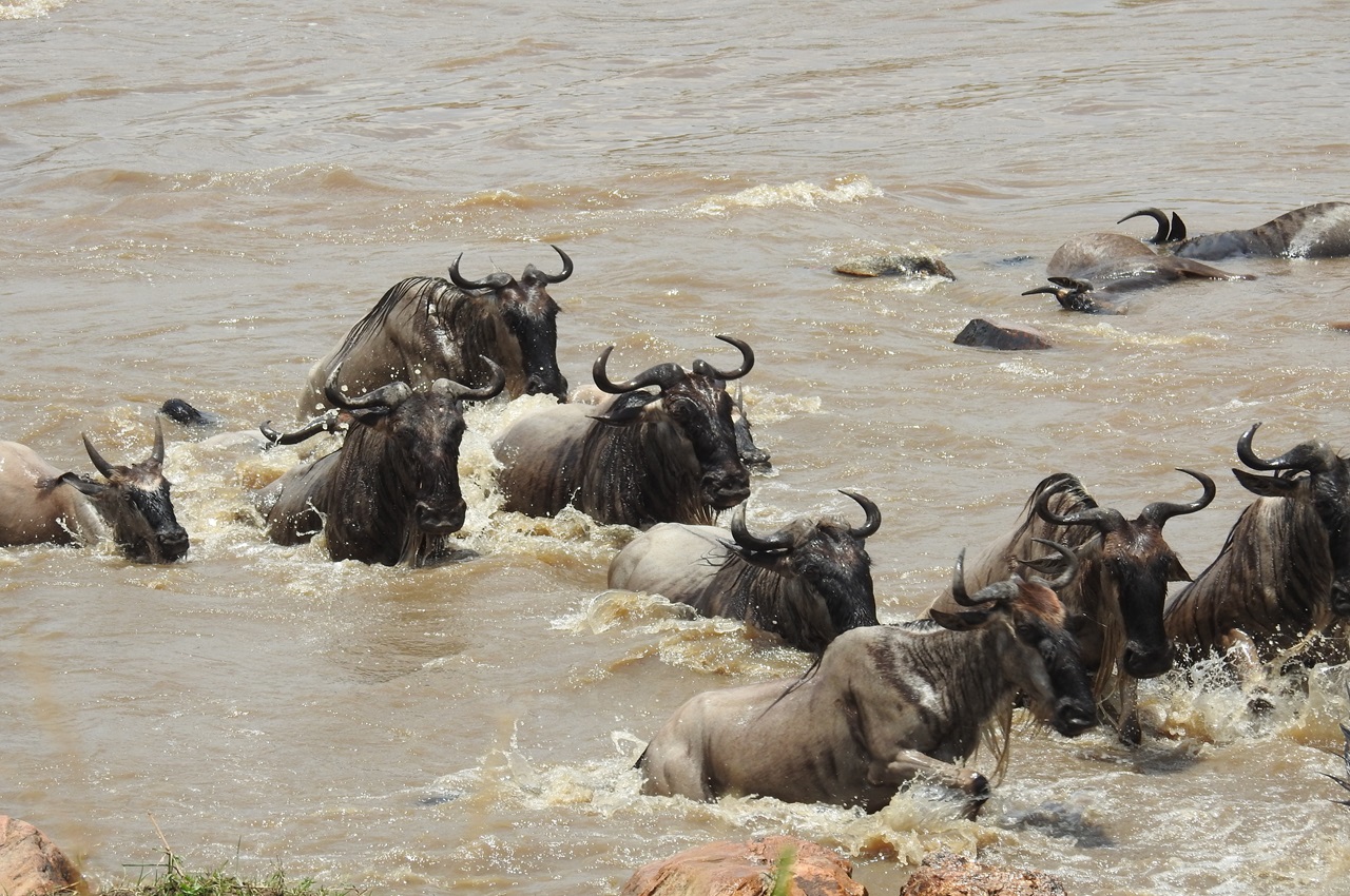 7 Days Safari Tarangire, Serengeti , Ngorongoro Crater  (Migration Safari-Mid Range