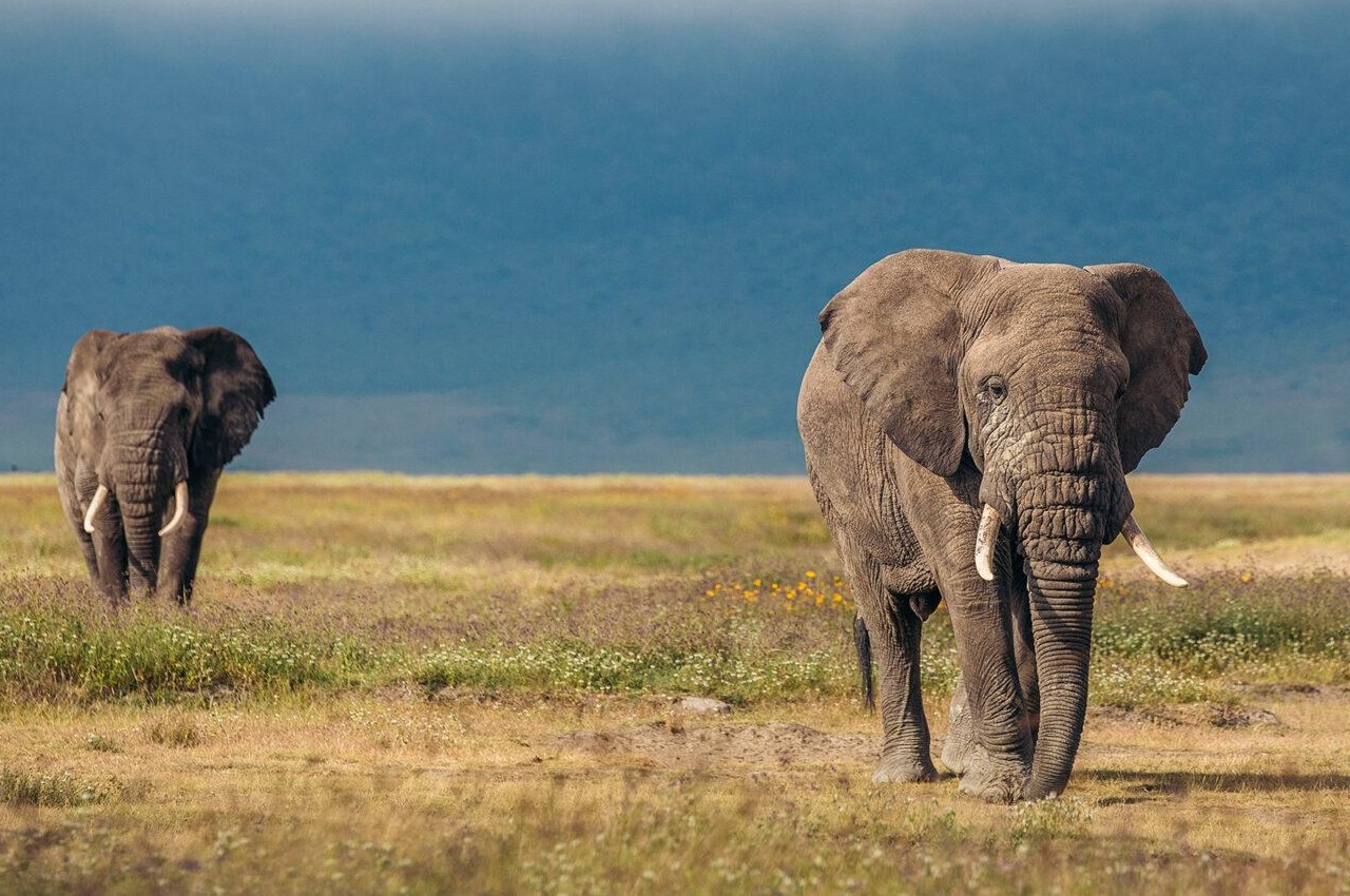 7 Days Safari Tarangire,Lake Natron, Serengeti , Ngorongoro Crater *Mid Range