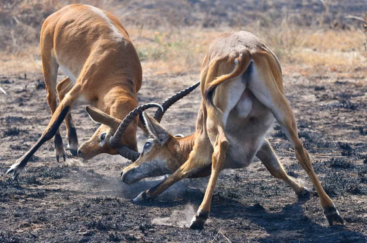 5 Days Safari Tarangire, Ngorongoro Crater Serengeti Fly Out   - FIVE STAR