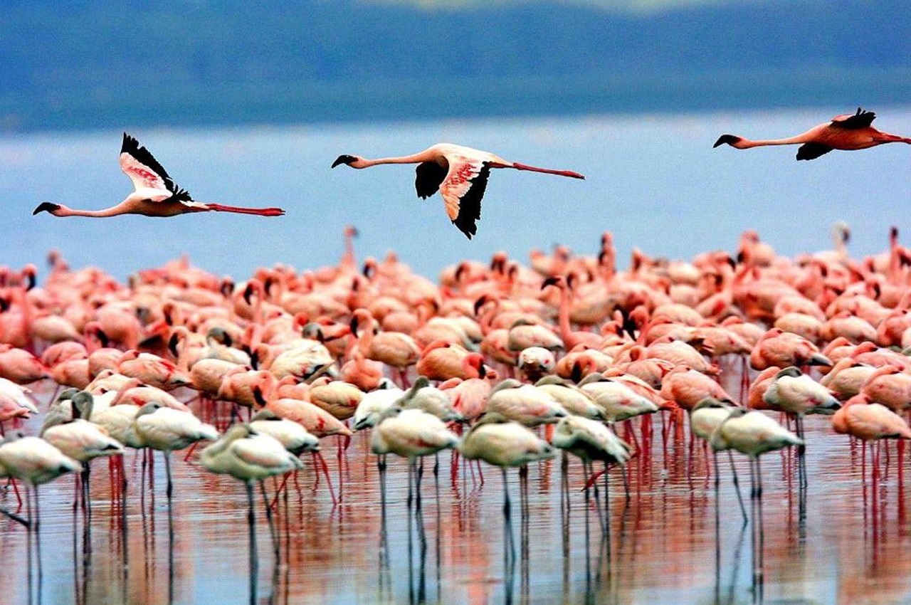 Day Trip to Lake Manyara National Park