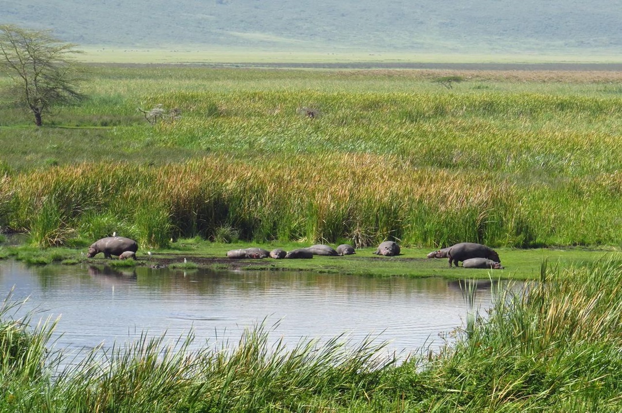 Day Trip to Ngorongoro Crater
