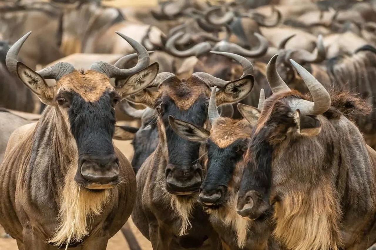 7-Day Great Migration Safari – Mara River Crossing