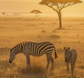 African Safari Drive