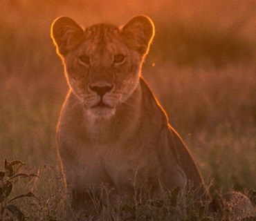 African Safari Drive